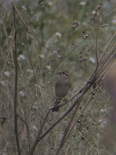 Red-backed Shrike