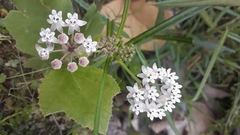 Asclepias angustifolia