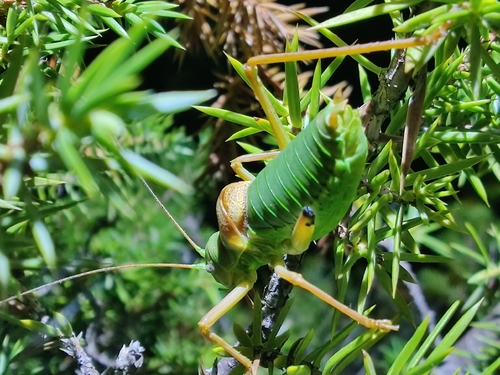 Ephippiger diurnus