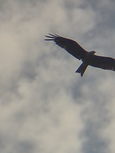 Black Kite