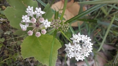 Asclepias angustifolia