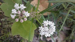 Asclepias angustifolia