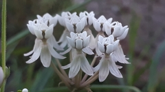 Asclepias angustifolia