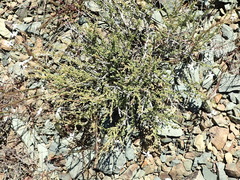 Jamesbrittenia filicaulis