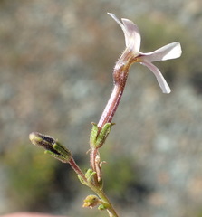 Jamesbrittenia filicaulis