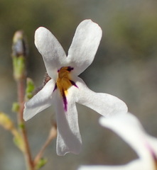 Jamesbrittenia filicaulis