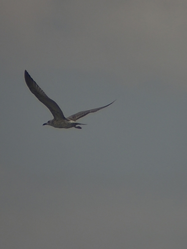 Caspian Gull