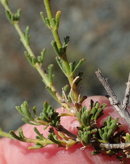 Jamesbrittenia filicaulis