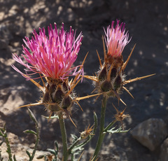Centaurea eryngioides