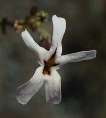 Jamesbrittenia filicaulis
