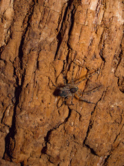 Dolomedes tenebrosus