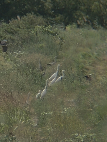 Great Egret