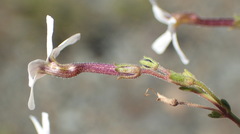 Jamesbrittenia filicaulis