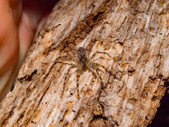 Dolomedes tenebrosus