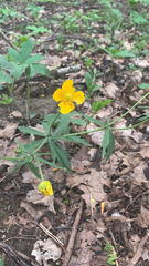Ranunculus cassubicus