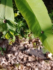 Phylloxera notabilis