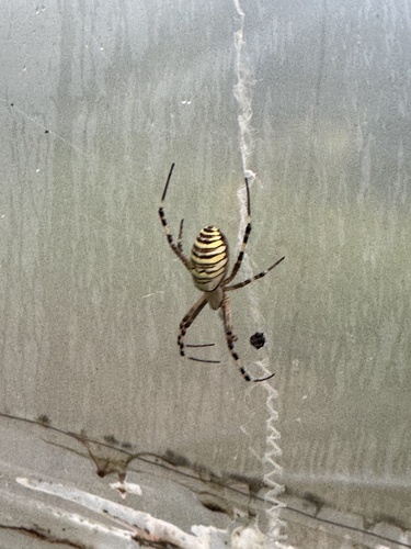Wasp Spider