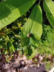 Phylloxera notabilis