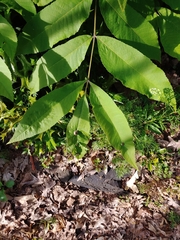 Phylloxera notabilis