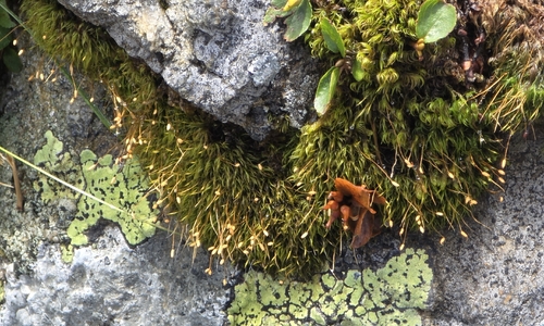 Hymenoloma crispulum observed 2026-08-08