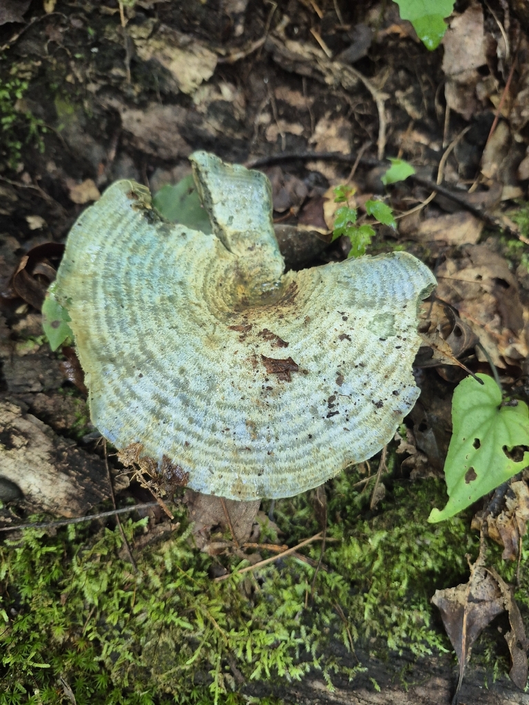 indigo milk cap · August 2026 · photo: Photo: (c) Nina Grauley, some rights reserved (CC BY) · iNaturalist