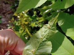 Phylloxera notabilis