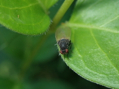 Minettia longipennis