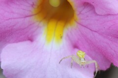 author not stated, no rights reserved Harveya purpurea, photograph author not stated, no rights reserved