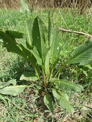 Rumex hydrolapathum