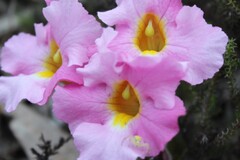 Harveya purpurea