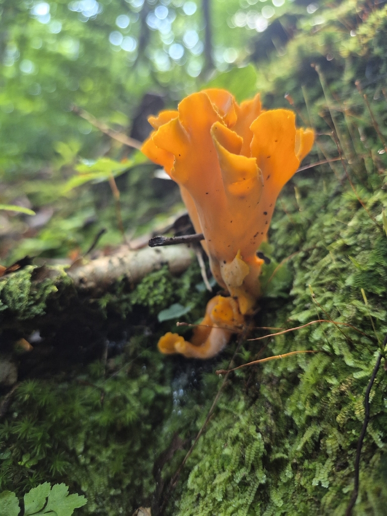Craterellus odoratus · August 2026 · photo: Photo: (c) Nina Grauley, some rights reserved (CC BY) · iNaturalist