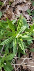 Lithospermum latifolium