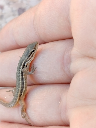 Large Psammodromus