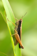 Orphulella concinnula