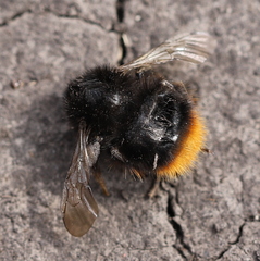 Bombus ruderarius