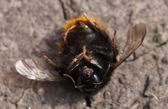 Bombus ruderarius