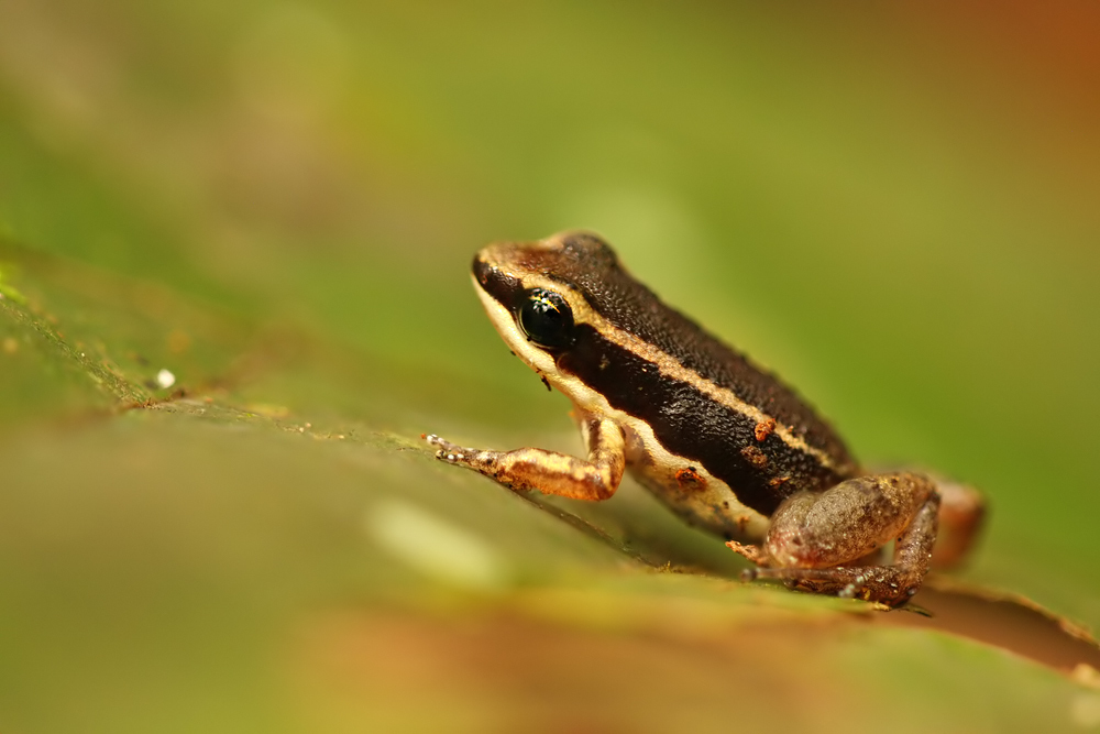 Imaza Rocket Frog