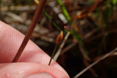 Xyris flabelliformis