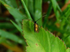 Cauchas fibulella