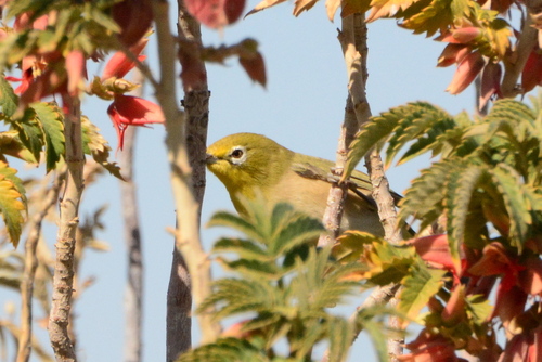 iNaturalist image