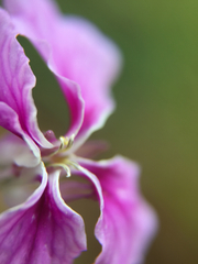 Streptanthus maculatus