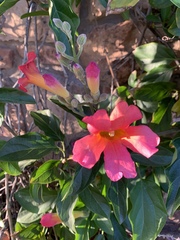 Amphilophium