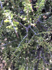 Condalia warnockii kearneyana
