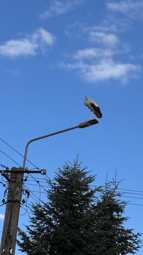 White Stork