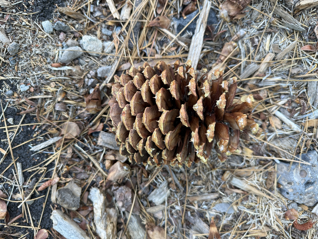 Pinus jeffreyi; photograph author not stated, no rights reserved