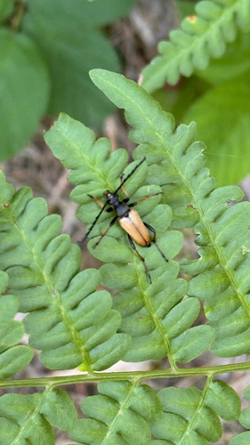 Red Pine Longhorn Beetle