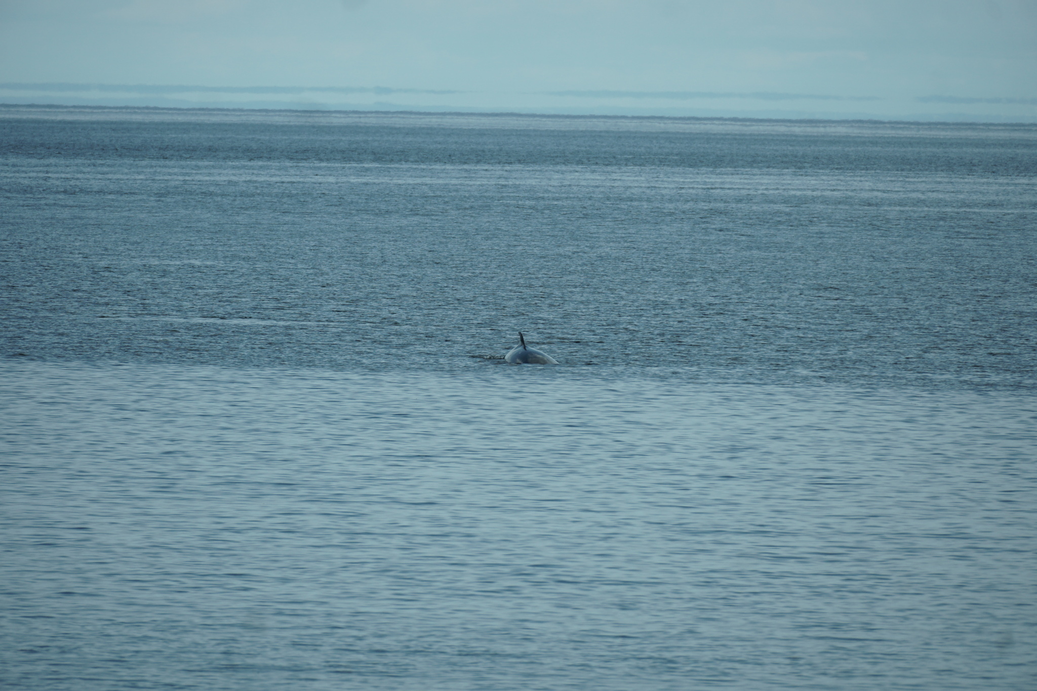 Balaenoptera acutorostrata
