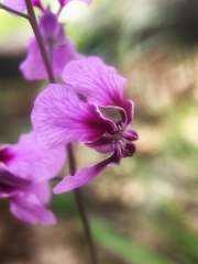 Streptanthus maculatus