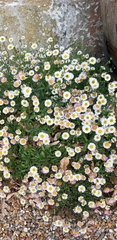 Erigeron glaucus