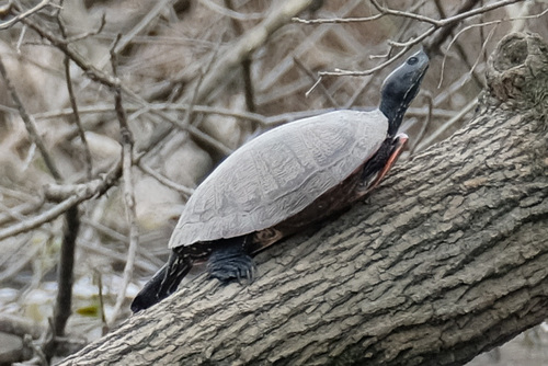 Pseudemys rubriventris